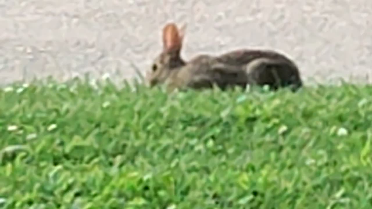 Rabbit, Levagood Area, Dearborn, MI, 7/12/24