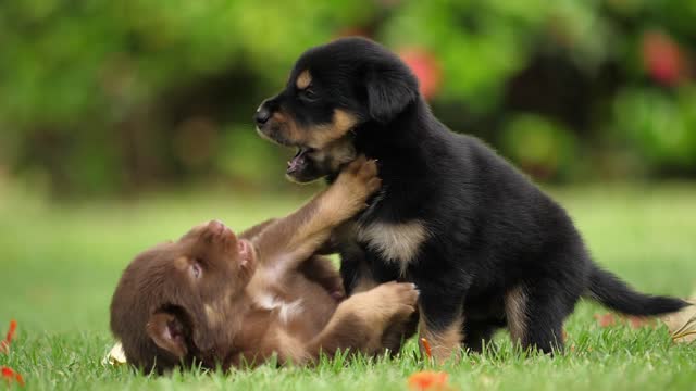 Cute puppy baby dog playing in the green park with his twin brother