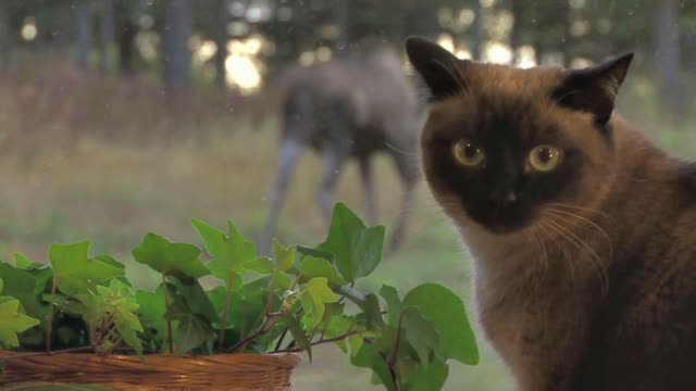 Siamese Cat Watching Moose Through Window