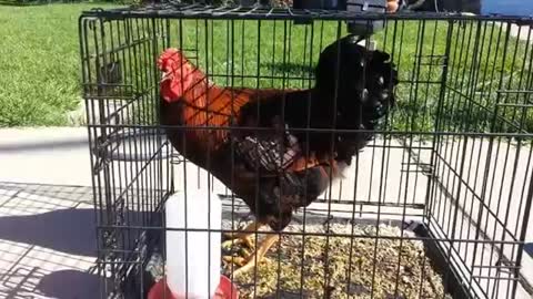 How to kill and pluck a chicken for food (graphic)