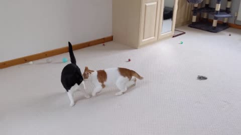 Cat Fight