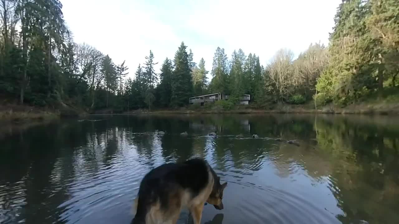 German shepherd discovered hidden lake
