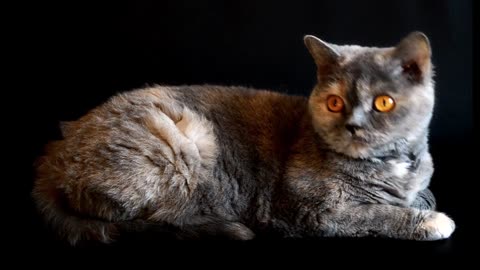 Cats funny videos and training
