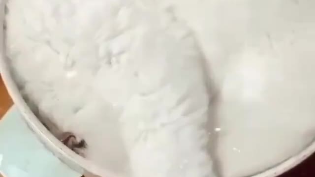 A cat in a pan