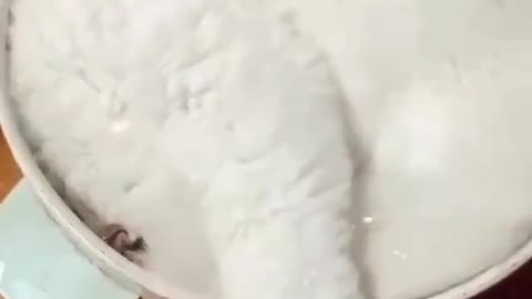 A cat in a pan