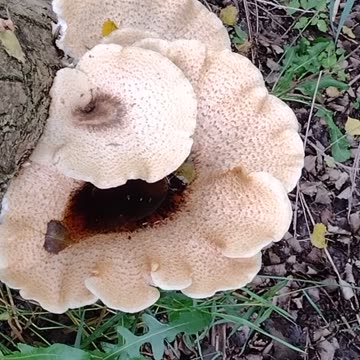 Biggest Mushroom on the Trail This Year! .....and Jazzy Girl Superstar Pitbull!