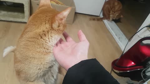 I tried to pet the cat