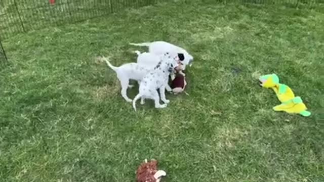 Dalmatian Puppies Line Up In A Row While Playing With A Toy👏🏽