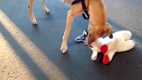 Pretty Great Dane with strong prey drive devours lamb.