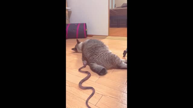 Cat Funny Reaction on snake 🐍 Prank