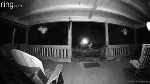 #ringtv Mom and baby raccoons search for food, find none, and leave NC Appalachia The Treehouse 🌳