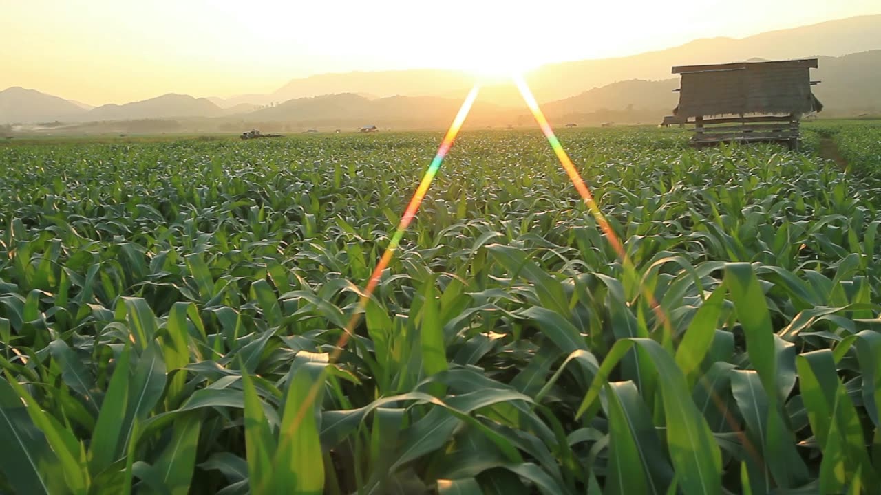 Government-Subsidized Ethanol