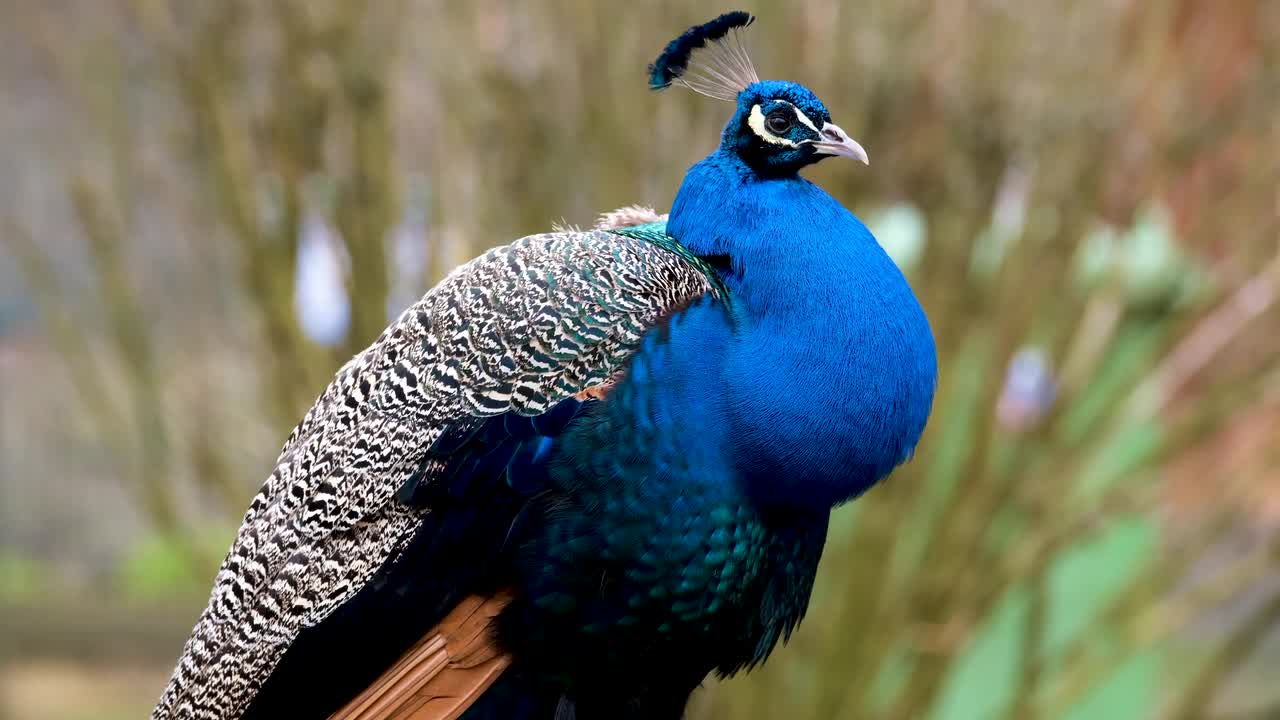 Beautiful Natural bird peacock