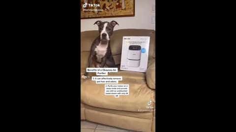 ANIMAL FUNNY VIDEOS