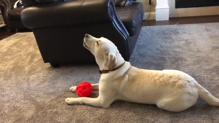 Singing dog loves the piano, howls every time it's played