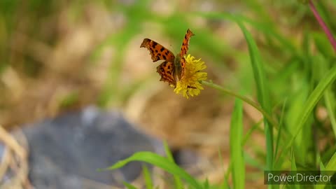 Peaceful Music, Relaxing Music, Celtic Instrumental Music "Celtic Forest"