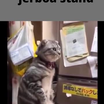 how does a jerboa stand