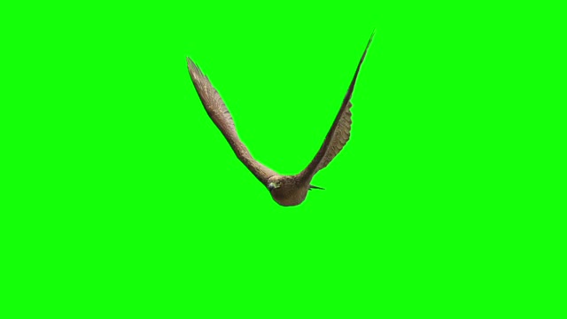 Green screen animal video