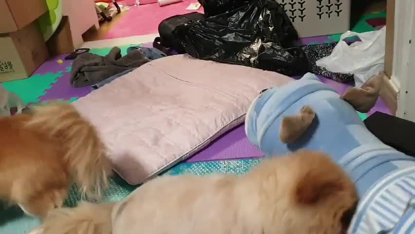 Puppet biting puppy