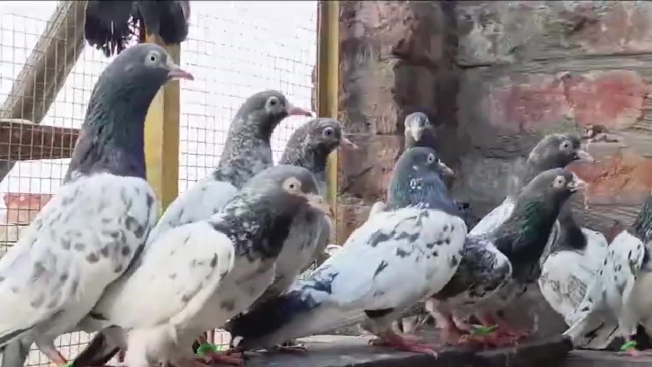 Beautiful pigeon breeder pair best flying