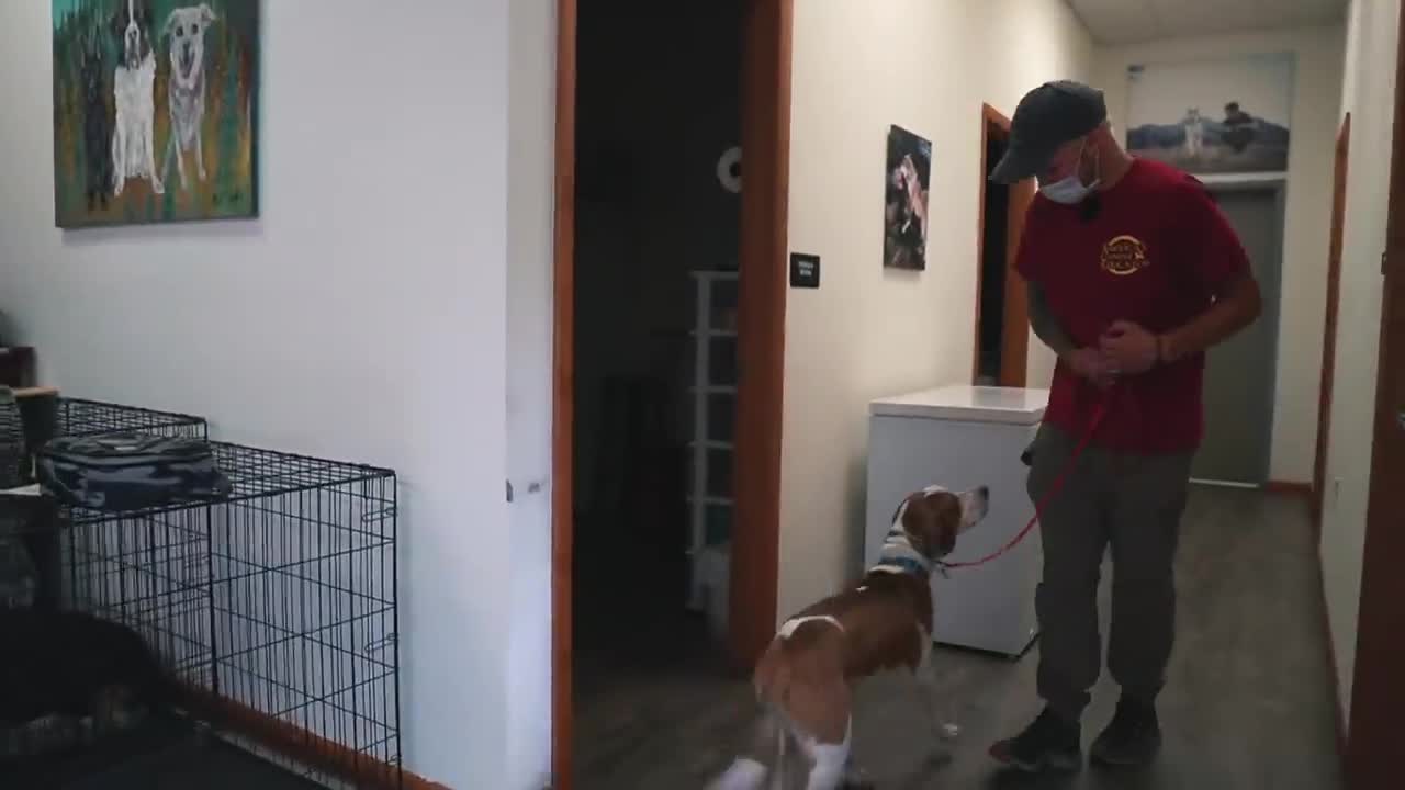 DOES YOUR DOG IGNORE YOUR COMMANDS? (WATCH THIS)