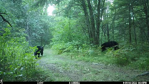 2 bears boxing