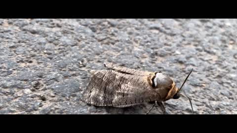 Big horned moth