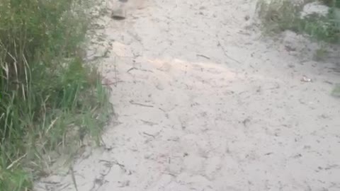 Girl on Snowboard Face-Plants into Sand