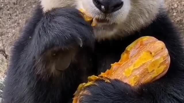 Beautiful panda eating papaya must watch ♥️😍