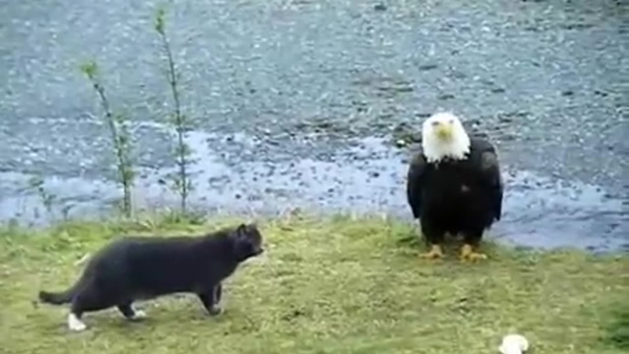 Hilarious Cat vs Eagle thoughts