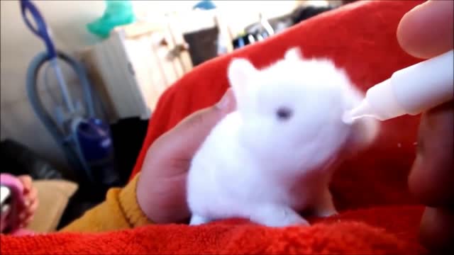 Feeding the Cute Binky Bunny "Dove"