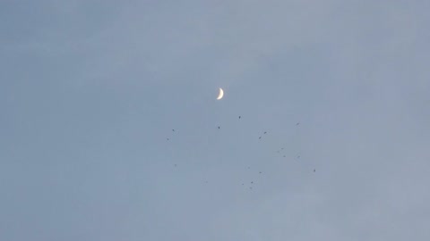 flock of birds flying around the moon #1