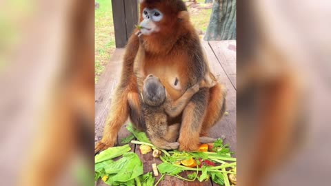 Golden snub-nosed monkey begging for food