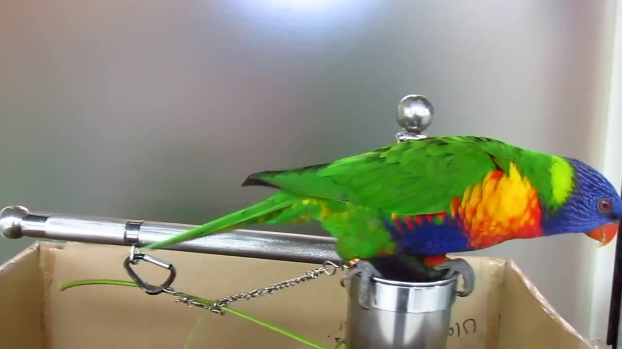 Bird training