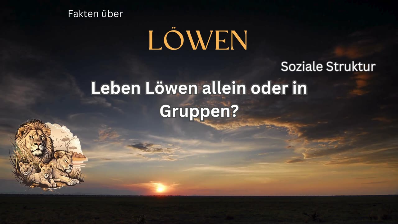 Löwen-Fakt 7 - Leben Löwen allein oder in Gruppen?