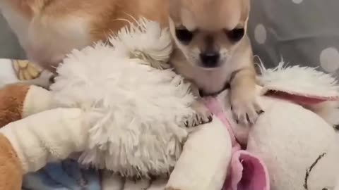 Cutest chihuahua video show on earth #1