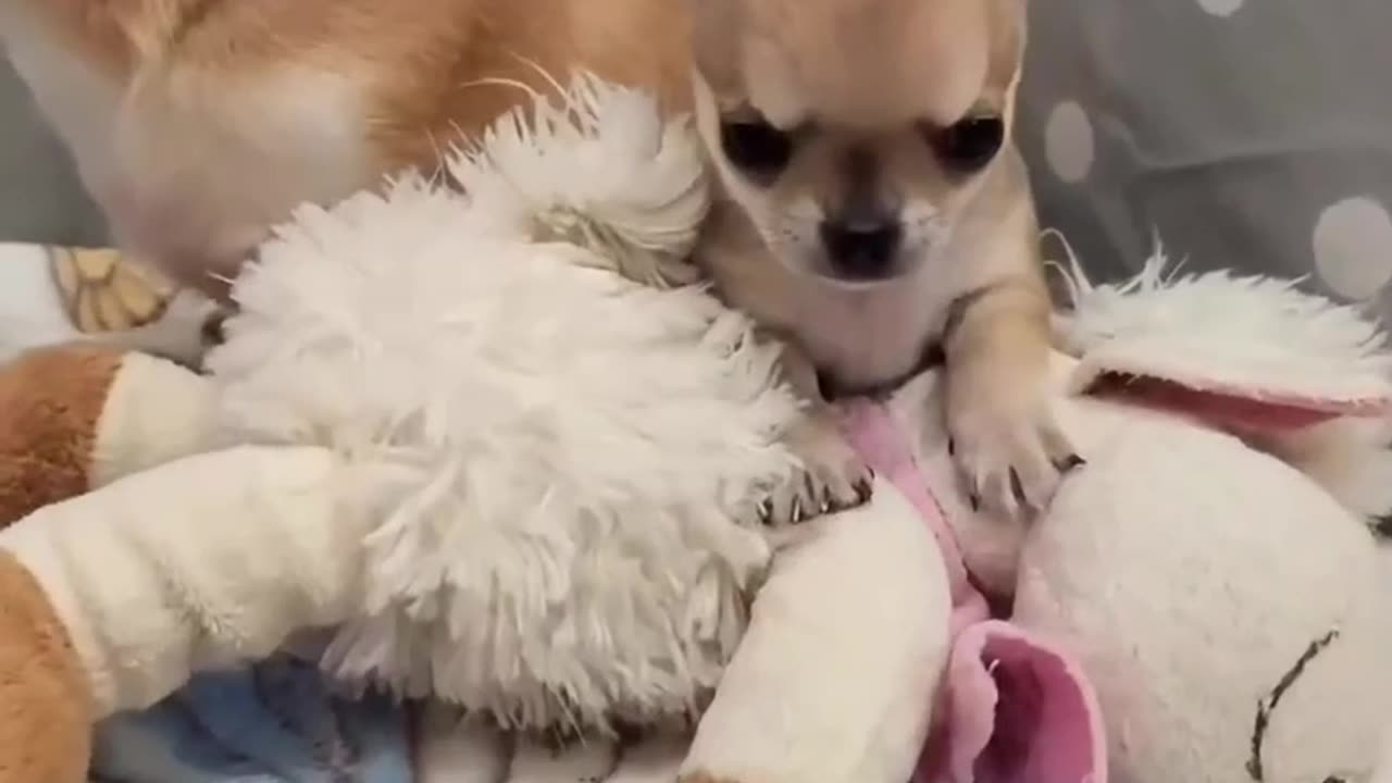 Cutest chihuahua video show on earth #1