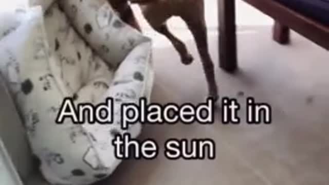 Clever dog drags bed outside to chill in the sun