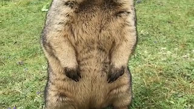 The true cry of groundhog is like this!