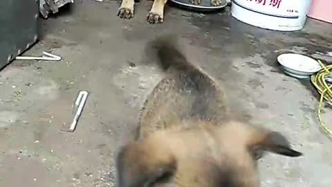 doggy