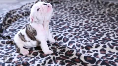 bulldog puppy