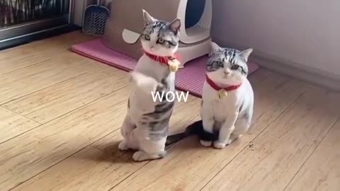 Funny animals prank videos CAT BIRTHDAY
