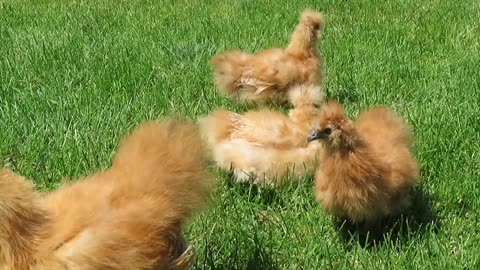 Buff silkie chickens (5)