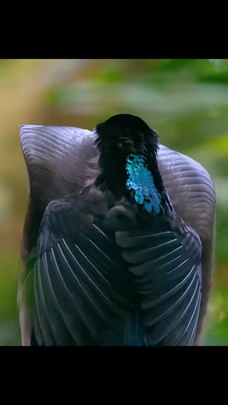 How to tickle her face with ur butt hair