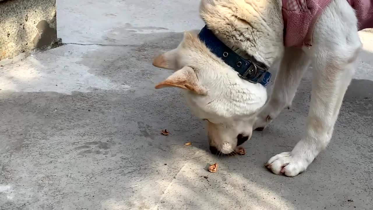 korea dog eating show