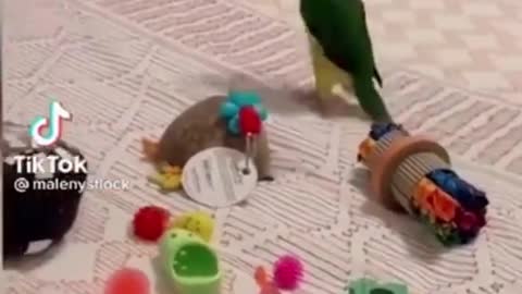 Clumsy Parrot funny falls from the table