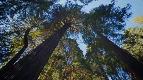 🌳 Whispering Woods: Decoding the Secret Language of Trees 🌳