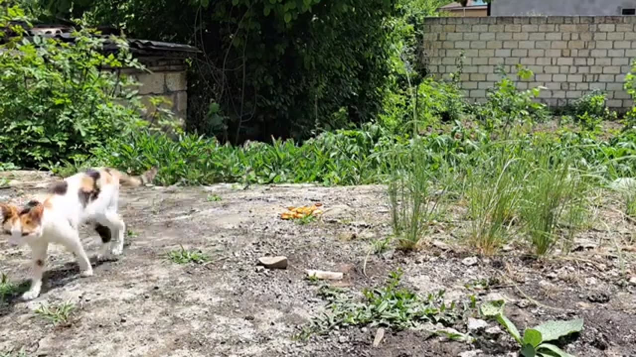 Fat cute cat eats food (Video taken secretly).