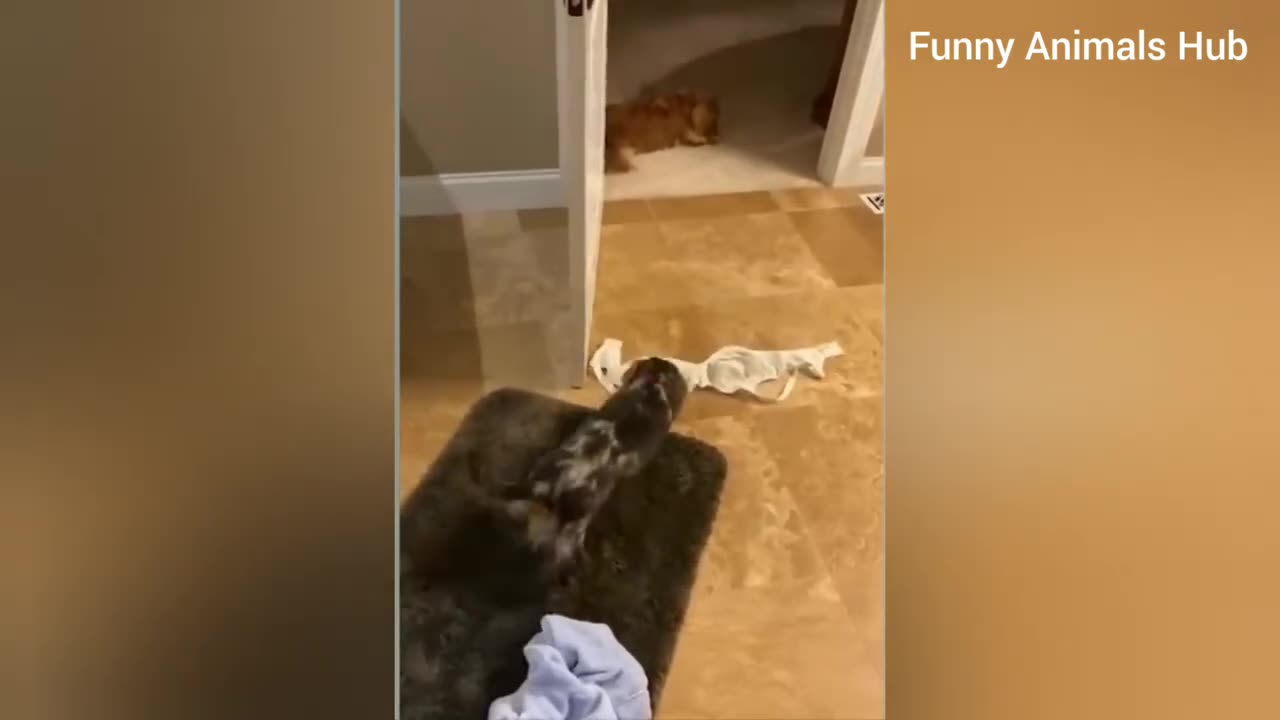 Funny Cat 😺😂 video