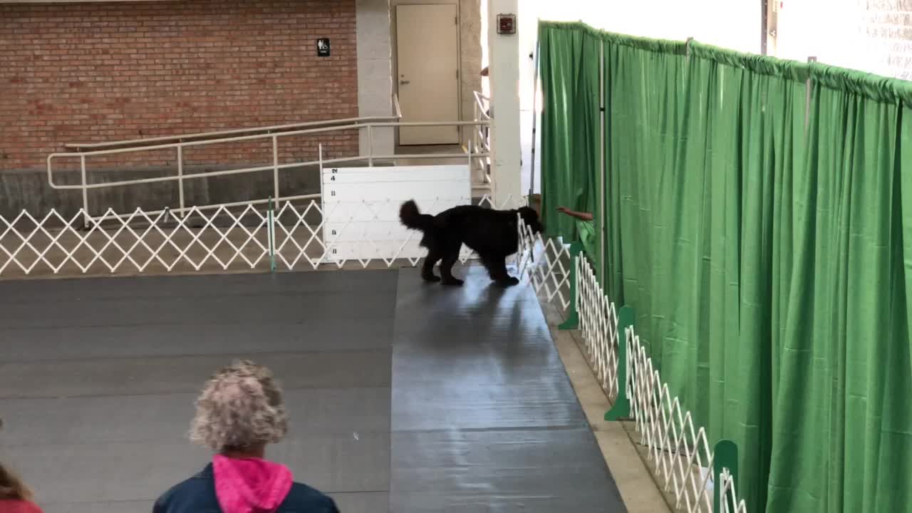 Newfoundland knocks owner out of ring during training